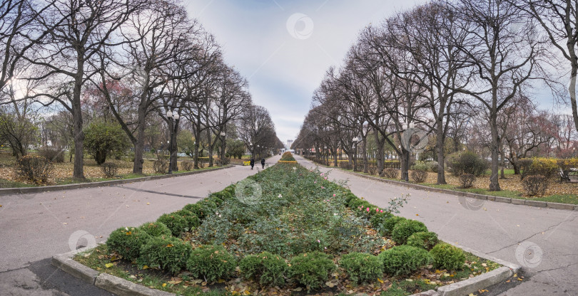 Скачать центральная лужайка в осеннем парке с кустами и розами фотосток Ozero