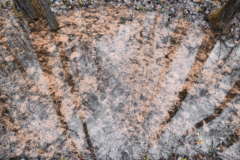 Скачать опавшие желтые елочные иголки лежат в воде, в которой отражаются деревья. фотосток Ozero