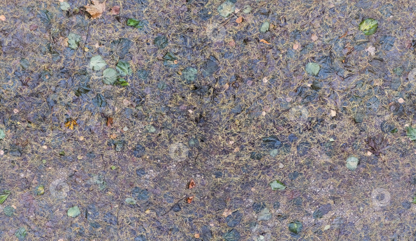 Скачать бесшовная текстура мокрых опавших листьев с иголками рождественской елки под дождем фотосток Ozero