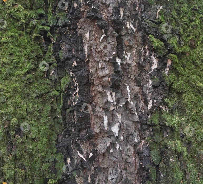 Скачать бесшовная текстура ствола дерева, покрытого мхом фотосток Ozero