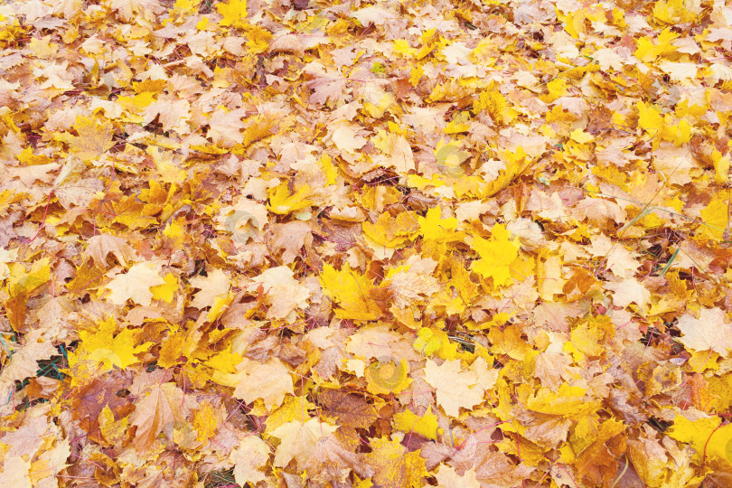 Скачать Желтые опавшие листья лежат на земле (текстура, фон) фотосток Ozero