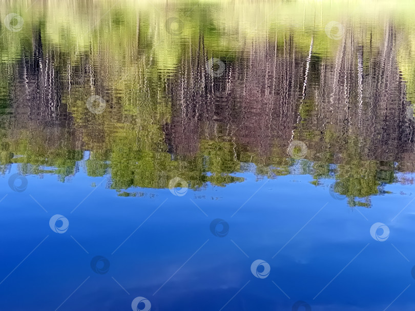 Скачать Отражение леса в озере фотосток Ozero