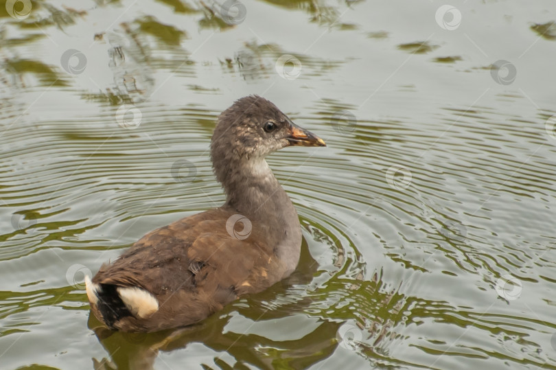 Скачать Дикая утка плавает по воде в озере или реке фотосток Ozero