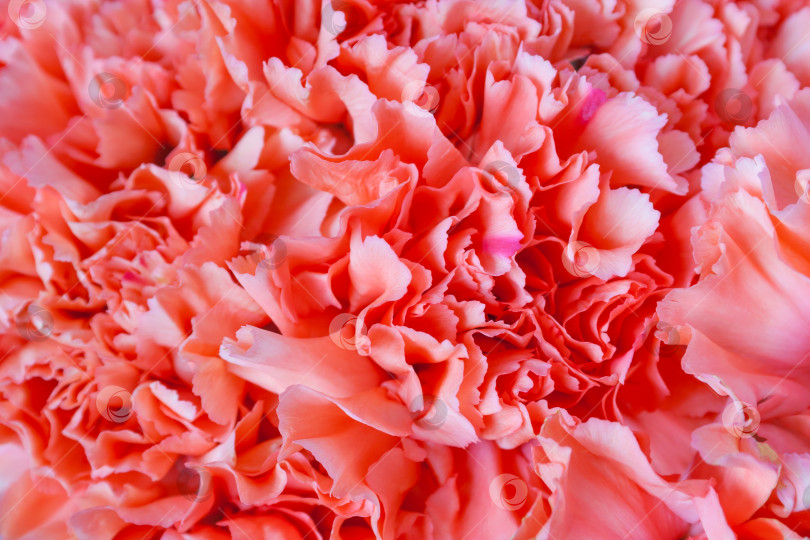 Скачать Крупный план красного цветка гвоздики в качестве фона фотосток Ozero