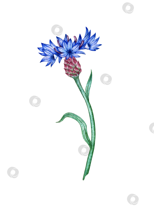 Скачать Васильково-голубой акварельный цветок фотосток Ozero