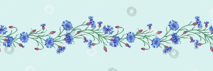 Скачать Васильки синие цветы горизонтальный узор акварелью фотосток Ozero