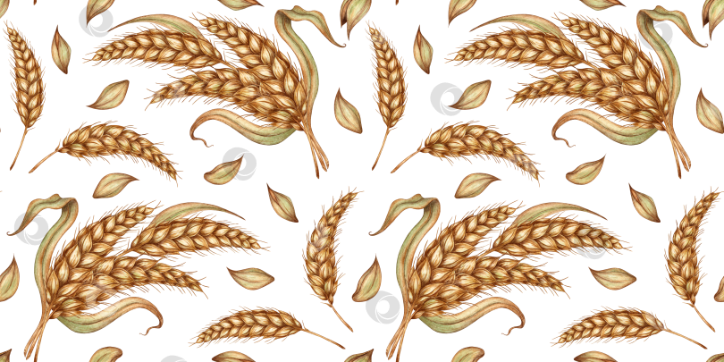 Скачать Рисунок пшеничных букетов из колосьев акварелью фотосток Ozero