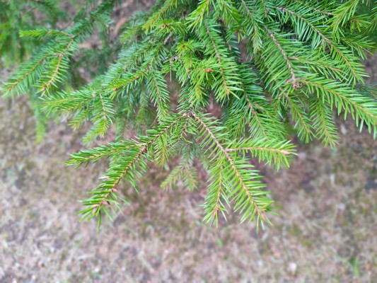 [object Object] undefined