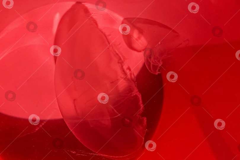 Скачать Морская медуза в красном детском ведерке фотосток Ozero