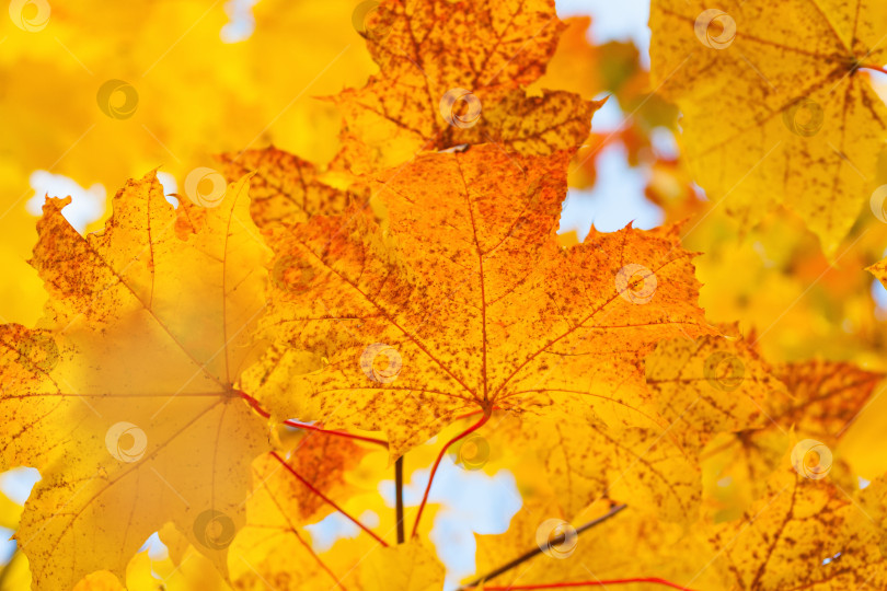 Скачать Желтая осенняя листва на дереве в качестве фона, текстура фотосток Ozero