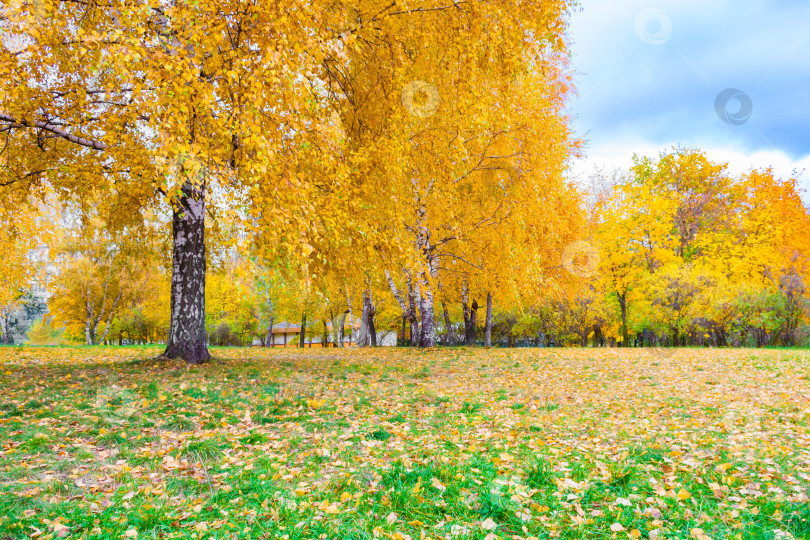 Скачать Осенний пейзаж с березами и опавшими листьями на земле фотосток Ozero