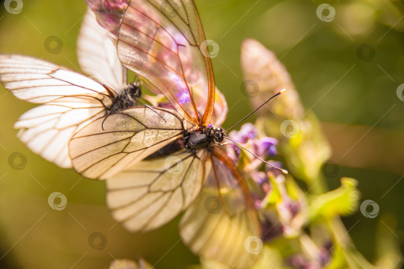 Скачать бабочка с белыми крыльями собирает пыльцу с цветка фотосток Ozero