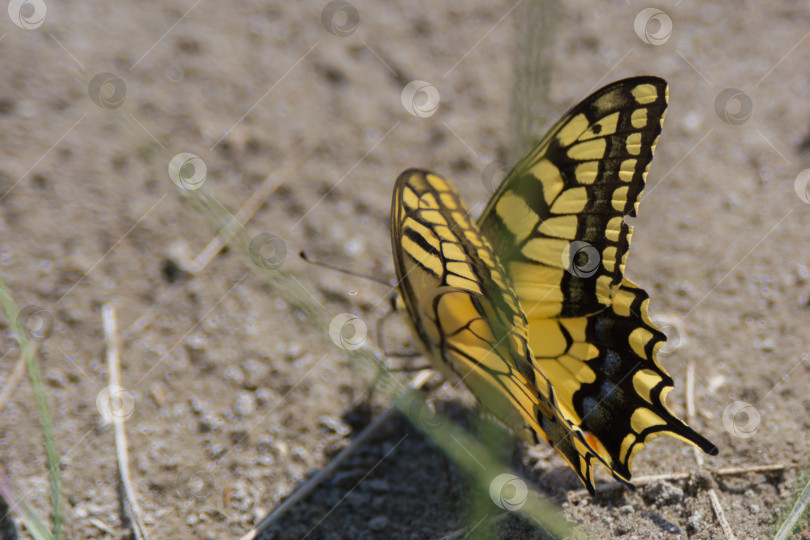 Скачать Ласточкин хвост (лат. Papilio machaon) - дневная бабочка из семейства ласточкиных хвостов или кавалеров (лат. Papilionidae). фотосток Ozero