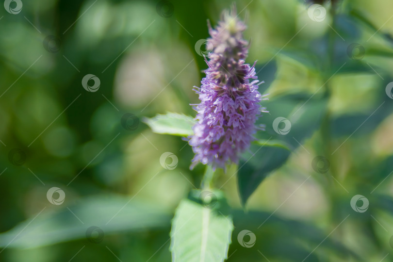 Скачать Пеннироял, или мята (Mentha pulegium) - многолетнее растение, вид рода Mentha семейства Ламиевые. фотосток Ozero