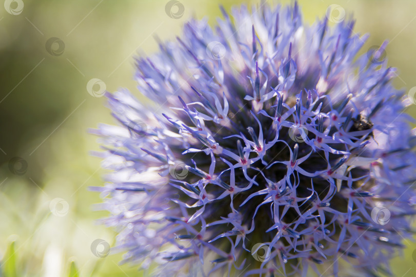 Скачать Echinops sphaerocephalus - типовой вид растений рода Эхинопс семейства астровые. фотосток Ozero