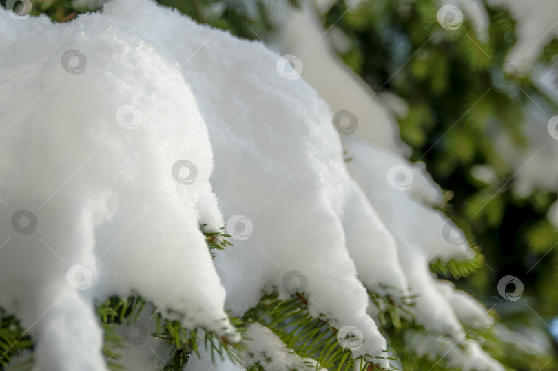 Скачать Зимний иней на зеленых ветвях рождественской елки в теплом солнечном свете фотосток Ozero
