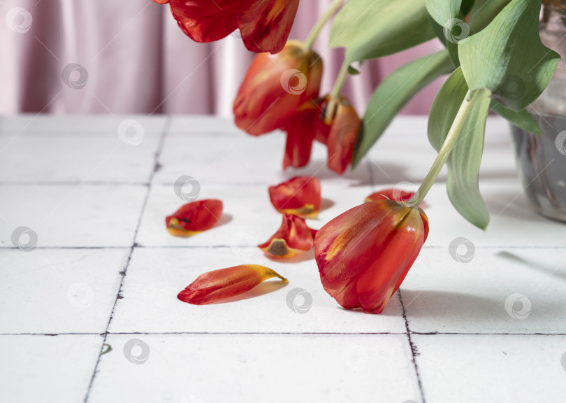 Скачать нежная красота красных тюльпанов с лепестками, мягко разбросанными по белой кафельной поверхности, символизирует силу и грацию женщин, отмечаемых в Международный женский день фотосток Ozero