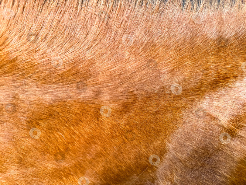 Скачать Крупный план текстуры лошадиного меха коричневого и красного цветов для фона и дизайнерских концепций в тематике дикой природы. фотосток Ozero
