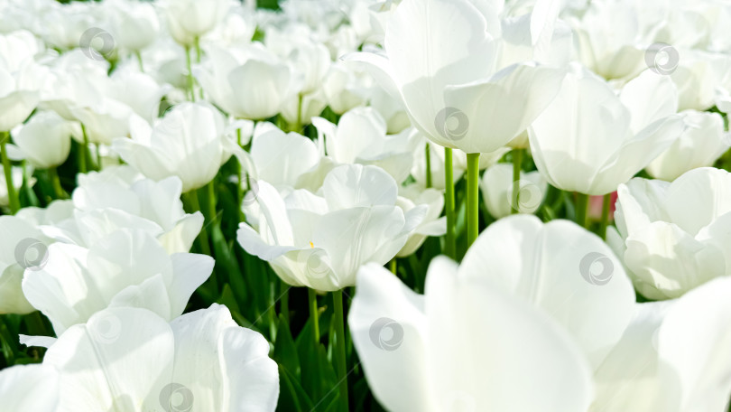 Скачать Цветочный фон. Поле белых тюльпанов с нежными лепестками и желтыми тычинками, залитое солнечным светом, символизирует свежее начало весны и лета в тюльпановом саду. фотосток Ozero