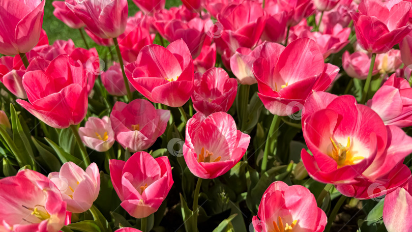 Скачать Яркие розовые тюльпаны, цветущие в весеннем саду, вид крупным планом с залитыми солнцем лепестками и свежими зелеными листьями. Концепция любви и летнего сезона. фотосток Ozero