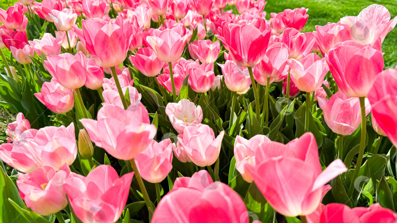 Скачать Яркие розовые тюльпаны, цветущие в весеннем саду, вид крупным планом с залитыми солнцем лепестками и свежими зелеными листьями. Концепция любви и летнего сезона. фотосток Ozero
