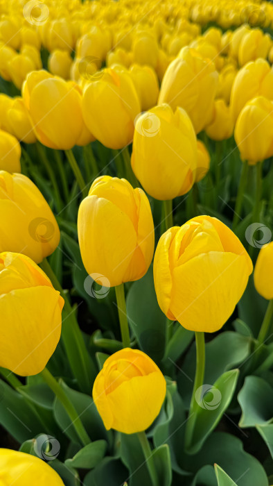 Скачать Цветочный фон. Ярко-желтые тюльпаны, цветущие весной, крупный план цветочной красоты с солнечным светом, подсвечивающим лепестки, для оформления сада и Пасхи, дизайна открыток и баннеров. фотосток Ozero