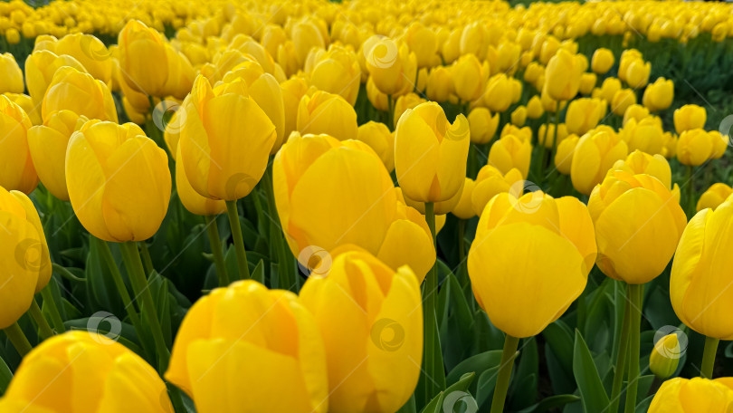 Скачать Цветочный фон. Крупный план желтых тюльпанов в полном цвету, плотная цветочная композиция в весеннем саду, яркий натуральный букет тюльпанов для садоводства и ботанической тематики, дизайн и печать. фотосток Ozero