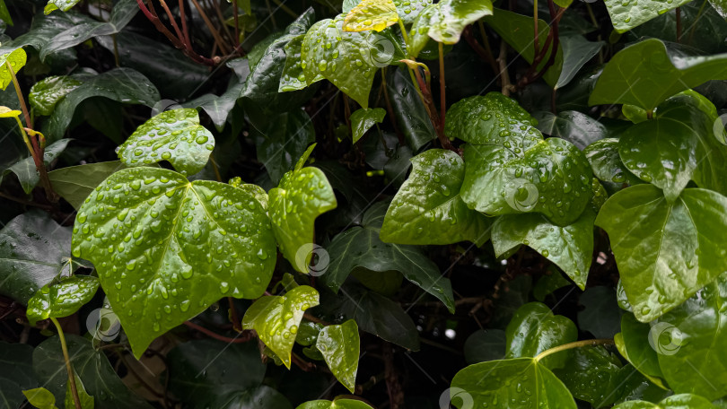 Скачать Мокрые зеленые листья с каплями дождя, крупный план на фоне плюща. Природный фон. Концепция свежести для дизайна и печати. Макросъемка с использованием пространства для копирования. фотосток Ozero