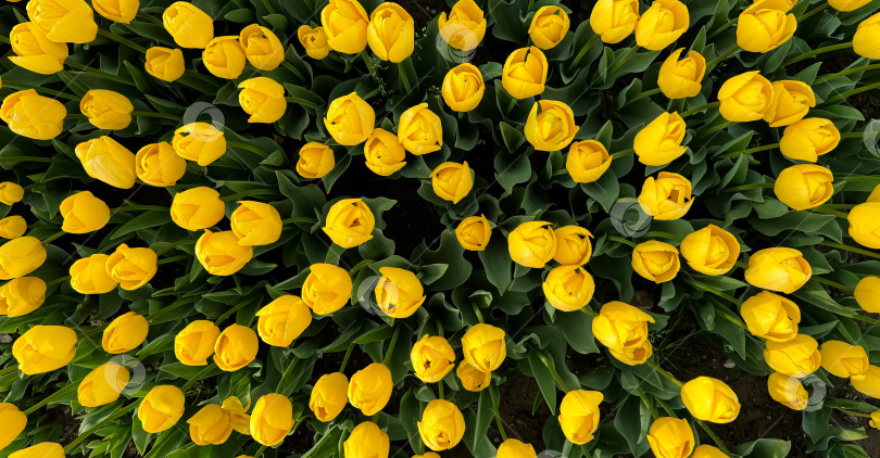 Скачать Вид сверху на яркие желтые тюльпаны, цветущие в саду. На фоне цветов. Весенняя цветочная экспозиция, свежий рисунок поля тюльпанов, концепция садоводства и природы для дизайна и печати. фотосток Ozero