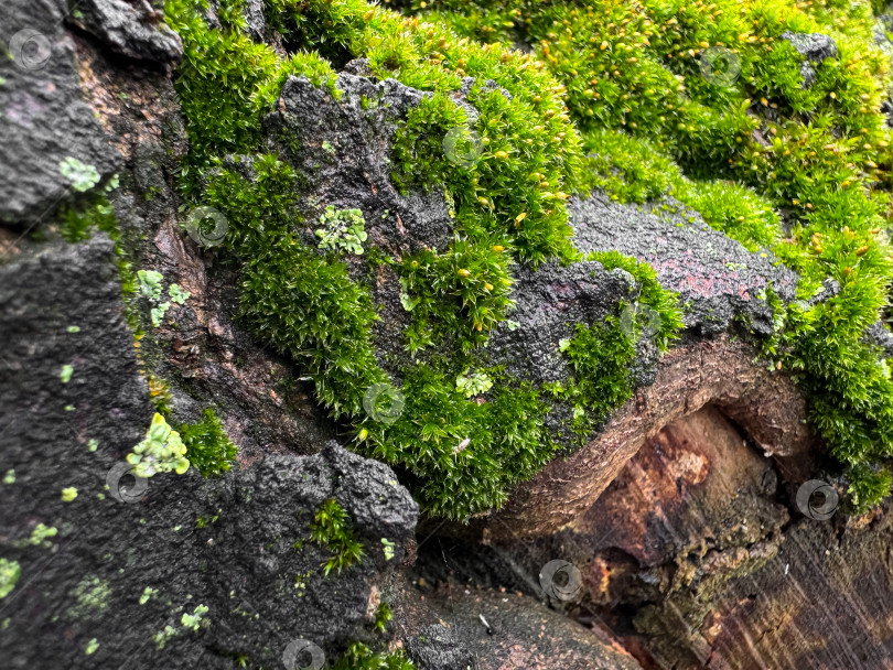 Скачать Покрытая мхом древесная кора крупным планом с яркими зелеными текстурами. Природный фон. Природные детали, жизнь на лесной подстилке и концепция лесной экосистемы для дизайна и печати. фотосток Ozero