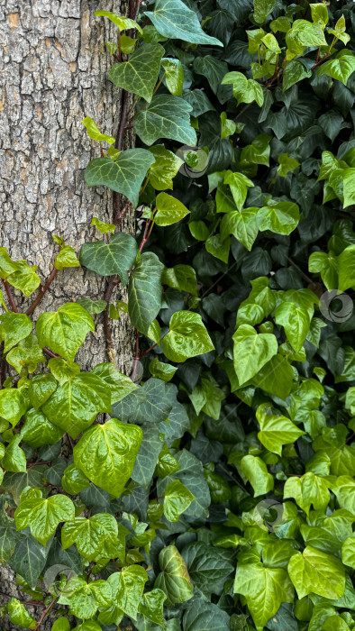 Скачать Ярко-зеленые листья плюща, вьющиеся по грубой коре дерева. Пестрая листва, естественный фон, концепция садоводства для дизайна, баннер, обои. фотосток Ozero