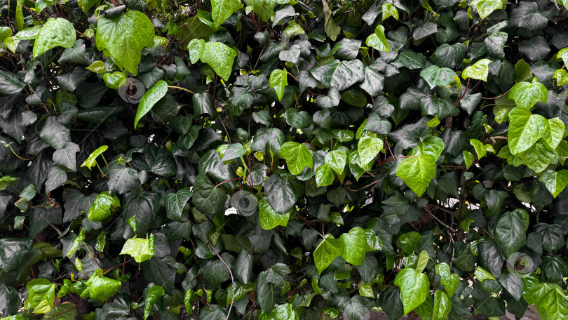 Скачать Сочные зеленые листья плюща с каплями дождя, густая листва после дождя. Увлажненные растения и концепция омоложения природы для дизайна и печати. Крупный план, естественный фон. фотосток Ozero