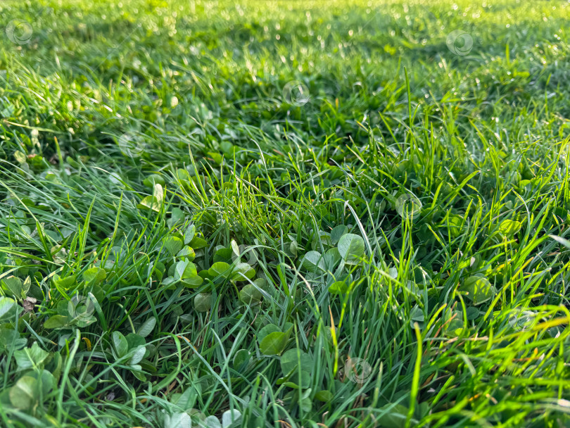 Скачать Фон: натуральная свежая зеленая трава и листья клевера крупным планом. Лучезарный газон, покрытый росой, весенняя свежесть, детали природы в сочетании с концепцией утреннего света для дизайна и печати. фотосток Ozero