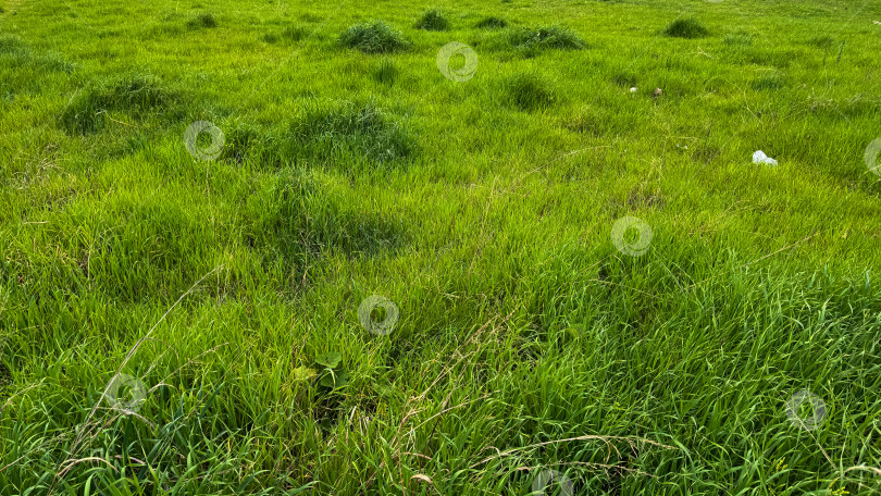 Скачать Фон на природе. Пышный зеленый луг с естественным рисунком травы и клевера. Весенние цветы на открытом воздухе, текстура почвопокровного покрова. Концепция сохранения окружающей среды для дизайна, баннеров, обоев. фотосток Ozero