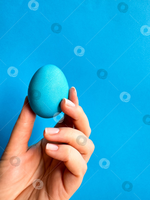 Скачать Рука балансирует голубым яйцом на кончике пальца на однотонном синем фоне - минималистская концепция баланса, Пасхи и простоты с пространством для текста. фотосток Ozero