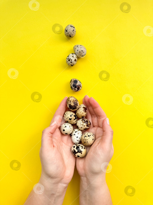 Скачать Пара рук, держащих перепелиные яйца на желтом фоне, символизируют Пасху, весну и концепцию натуральных продуктов питания, а также место для текста. фотосток Ozero