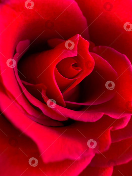 Скачать Крупный план цветущей темно-красной розы, макросъемка для создания романтических концепций и весенних дизайнов с акцентом на текстуру лепестков. фотосток Ozero
