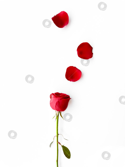 Скачать изолированная красная роза с нежными лепестками на чистом белом фоне, олицетворяющая вечную романтику и элегантную простоту. Для романтических поздравительных открыток, свадебных приглашений, рекламы косметических и спа-салонов, рекламы цветочных магазинов, интерфейсов приложений для знакомств и как символ любви в различных редакционных материалах. фотосток Ozero