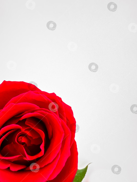 Скачать Крупный план одной яркой красной розы на белом фоне с пространством для текста. Идеально подходит для романтических мероприятий, цветочных дизайнов. может использоваться для романтических поздравительных открыток, свадебных приглашений, рекламы цветочного бизнеса и контента, связанного с любовью и привязанностью. Он также подходит для редакционных статей о красоте растений и может быть использован в проектах графического дизайна, требующих естественной элегантности. фотосток Ozero