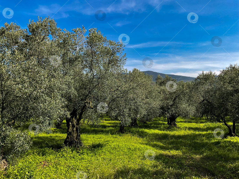 Скачать Оливковая роща со зрелыми деревьями в солнечный день на фоне голубого неба и зеленой травы, живописный пейзаж. Концепция сельского хозяйства и средиземноморской природы. фотосток Ozero