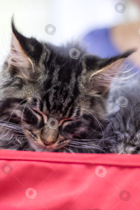 Скачать Домашний портрет котенка породы Мэн крупным планом фотосток Ozero