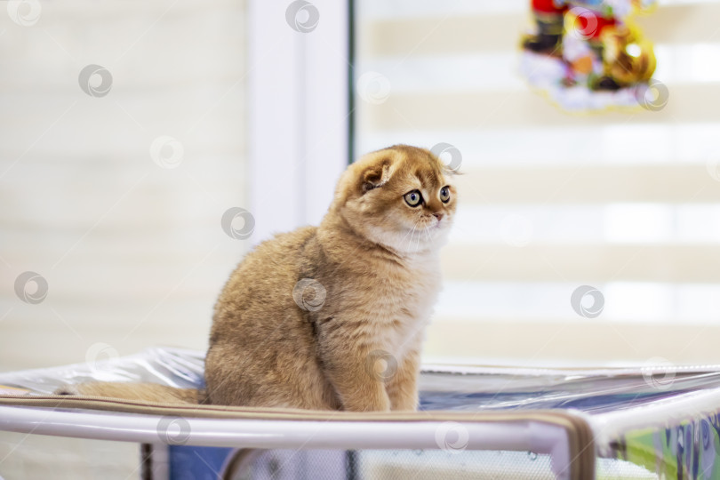 Скачать Домашний портрет шотландского вислоухого котенка крупным планом фотосток Ozero