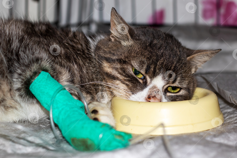 Скачать Домашняя короткошерстная кошка с забинтованной лапой ест из желтой миски фотосток Ozero
