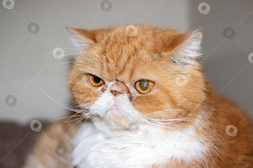 Скачать Рыжий экзотический кот с катетером на лапе фотосток Ozero