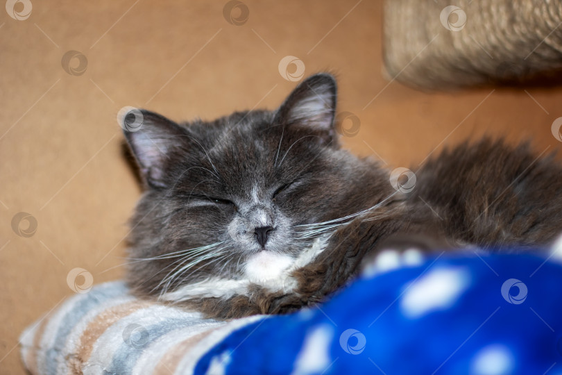 Скачать Крупный план кошки семейства кошачьих, мирно спящей с закрытыми глазами и серой шерстью. фотосток Ozero