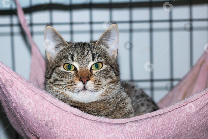 Скачать Домашняя короткошерстная кошка, отдыхающая в розовом гамаке и пристально смотрящая в камеру фотосток Ozero