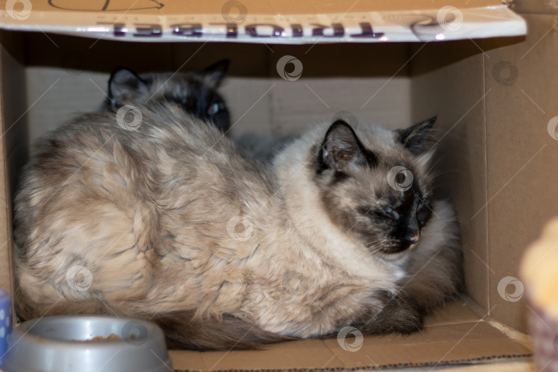 Скачать Две сиамские кошки, лежащие в маленькой картонной коробке фотосток Ozero