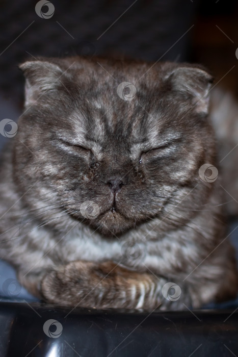 Скачать Серая экзотическая кошка, лежащая на кровати фотосток Ozero