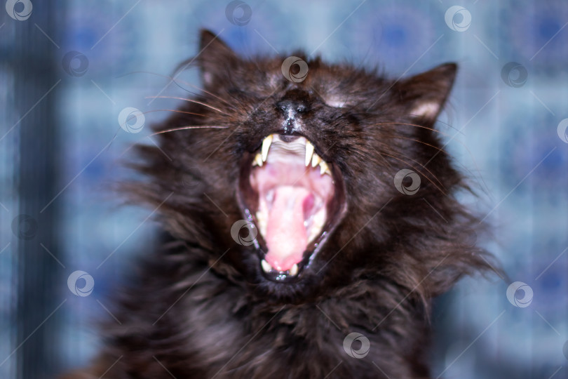 Скачать Изображен зевающий хищный кот семейства кошачьих с челюстью, клыками и усами фотосток Ozero