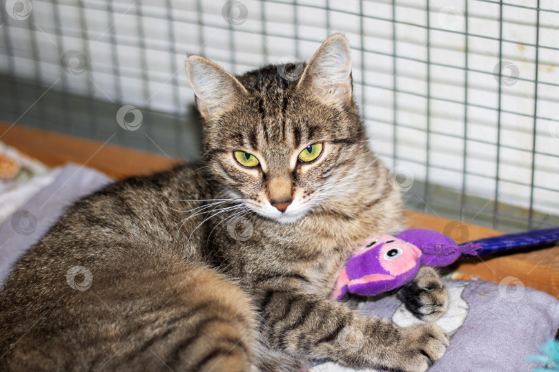 Скачать Кошачий кот лежит на одеяле рядом с фиолетовой игрушкой, чтобы ему было удобнее фотосток Ozero
